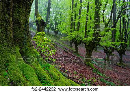 Beech forest, Otzarreta beech forest, Gorbeia Natural Park, Bizkaia, Basque Country, Spain, Europe. View Large Photo Image Stock Image - Beech forest, Otzarreta beech forest, Gorbeia Natural Park, Bizkaia, Basque Country, Spain, Europe.. Fotosearch