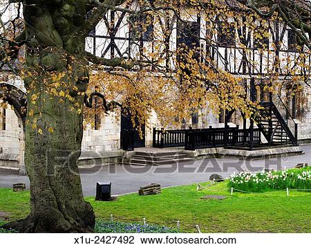 Beech Tree at The Hospitium in Spring Museum Gardens York Yorkshire England. View Large Photo Image Stock Image - Beech Tree at The Hospitium in Spring Museum Gardens York Yorkshire England.. Fotosearch
