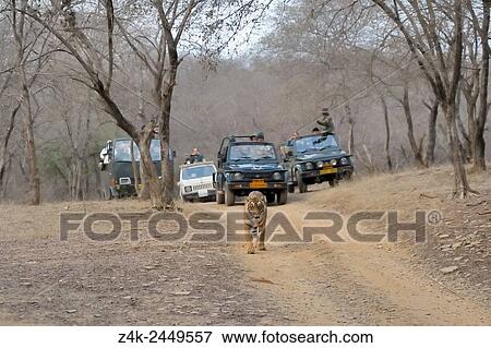 Bengal Tiger (Panthera tigris tigris)walking on the road in front of tourists, Ranthambhore national park, Rajastan, India. View Large Photo Image Stock Photo - Bengal Tiger (Panthera tigris tigris)walking on the road in front of tourists, Ranthambhore national park, Rajastan, India.. Fotosearch