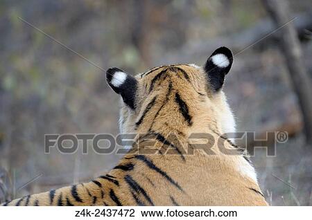 Bengal Tiger (Panthera tigris tigris) portrait of back of the head, Ranthambhore national park, Rajastan, India. View Large Photo Image Stock Image - Bengal Tiger (Panthera tigris tigris) portrait of back of the head, Ranthambhore national park, Rajastan, India.. Fotosearch