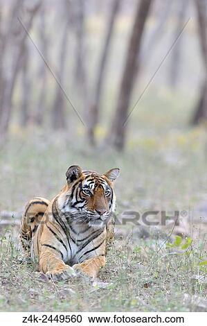 Stock Image - Bengal Tiger (Panthera tigris tigris) lying down in grass, with trees in background, Ranthambhore national park, Rajastan, India.. Fotosearch