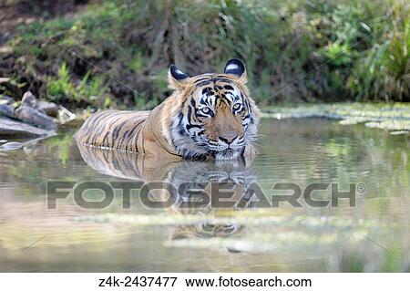 Bengal Tiger (Panthera tigris tigris) relaxing in water to cool down, Ranthambhore national park, Rajastan, India. View Large Photo Image Stock Photo - Bengal Tiger (Panthera tigris tigris) relaxing in water to cool down, Ranthambhore national park, Rajastan, India.. Fotosearch