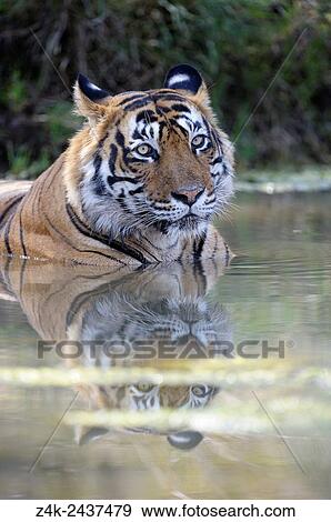Bengal Tiger (Panthera tigris tigris) relaxing in water to cool down, Ranthambhore national park, Rajastan, India. View Large Photo Image Stock Photo - Bengal Tiger (Panthera tigris tigris) relaxing in water to cool down, Ranthambhore national park, Rajastan, India.. Fotosearch