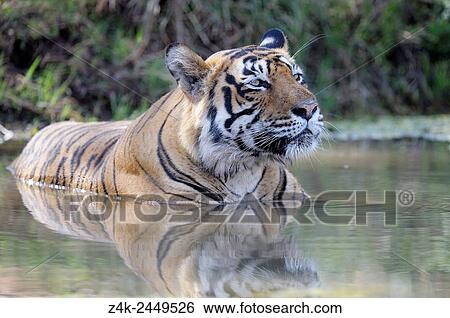 Stock Photograph - Bengal Tiger (Panthera tigris tigris) relaxing in water to cool down, Ranthambhore national park, Rajastan, India.. Fotosearch
