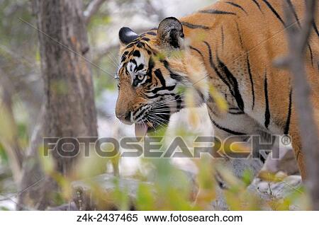 Stock Photography - Bengal Tiger (Panthera tigris tigris) standing with tongue out of his mouth, Ranthambhore national park, Rajastan, India.. Fotosearch