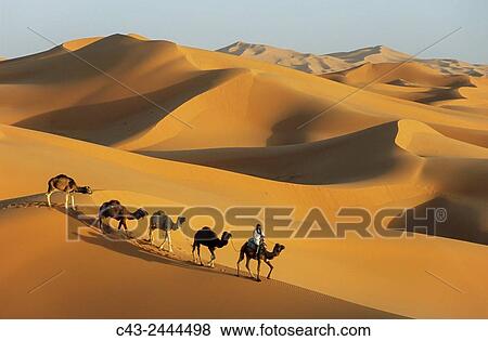 Stock Photo - Berber with dromedaries in the great sand dunes of Erg Chebbi near the village of Merzouga in the Sahara desert. Southeast Morocco.. Fotosearch