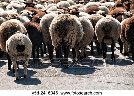 big herd of sheeps on the street of Charmey, Fribourg canton, Freiburg canton, Switzerland. View Large Photo Image Stock Photograph - big herd of sheeps on the street of Charmey, Fribourg canton, Freiburg canton, Switzerland.. Fotosearch