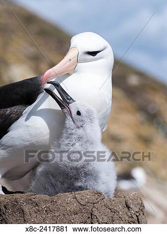 Black-browed Albatross ( Thalassarche melanophris ) or Mollymawk, chick with adult bird on tower shaped nest. South America, Falkland Islands, January. View Large Photo Image Stock Image - Black-browed Albatross ( Thalassarche melanophris ) or Mollymawk, chick with adult bird on tower shaped nest. South America, Falkland Islands, January.. Fotosearch