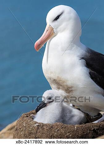 Stock Image - Black-browed Albatross ( Thalassarche melanophris ) or Mollymawk, chick with adult bird on tower shaped nest. South America, Falkland Islands, January.. Fotosearch
