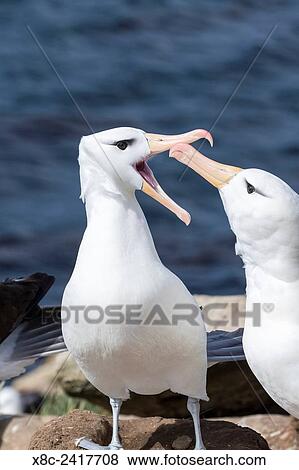 Black-browed Albatross ( Thalassarche melanophris ) or Mollymawk, ritualized greeting ceremony and courtship display. South America, Falkland Islands, January. View Large Photo Image Stock Photo - Black-browed Albatross ( Thalassarche melanophris ) or Mollymawk, ritualized greeting ceremony and courtship display. South America, Falkland Islands, January.. Fotosearch