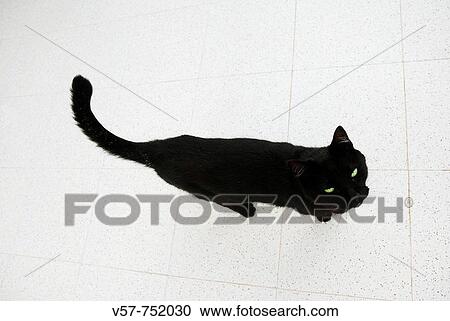 Stock Image - Black cat looking up. Fotosearch