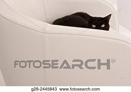 Stock Image - Black european cat with yellow wide open eyes Half hidden in a white armchair watching intensely. Fotosearch