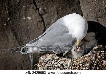 Stock Image - Black-legged Kittiwake (Rissa tridactyla) nesting on rock and feeding chick, Iceland.. Fotosearch