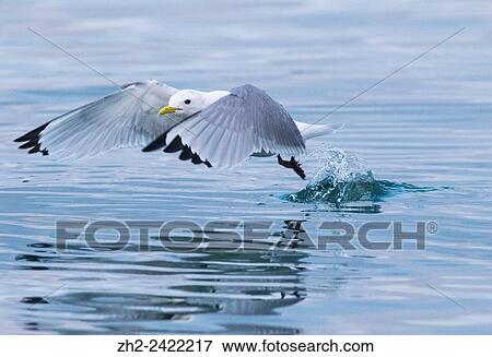 Stock Photo - Black-legged kittiwake, Rissa tridactyla, lifting from the water and flying away, Andenes, Norway.. Fotosearch
