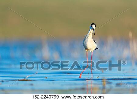 Black-winged stilt, common stilt, or pied stilt (Himantopus himantopus). Bulgaria. View Large Photo Image Stock Photo - Black-winged stilt, common stilt, or pied stilt (Himantopus himantopus). Bulgaria.. Fotosearch