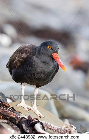 Blackish oystercatcher (Haematopus ater) on the coastline of the Falkland Islands. South America, Falkland Islands, January. View Large Photo Image Stock Image - Blackish oystercatcher (Haematopus ater) on the coastline of the Falkland Islands. South America, Falkland Islands, January.. Fotosearch
