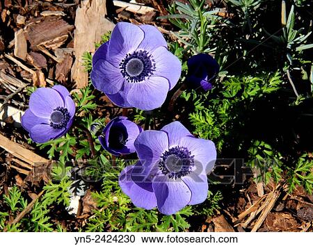 Blue Anemone, flower View Large Photo Image Stock Image - Blue Anemone, flower. Fotosearch