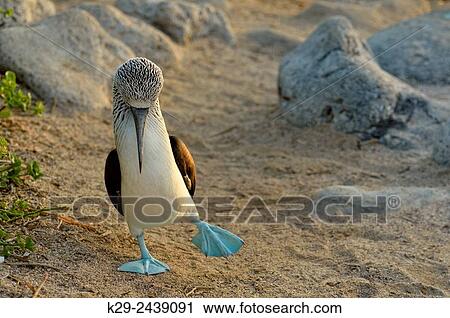 Blue-footed Booby (Sula nebouxii) Courtship ritual, courting, Galapagos Islands National Park, San Cristobal, Lobos Island, Ecuador. View Large Photo Image Stock Image - Blue-footed Booby (Sula nebouxii) Courtship ritual, courting, Galapagos Islands National Park, San Cristobal, Lobos Island, Ecuador.. Fotosearch