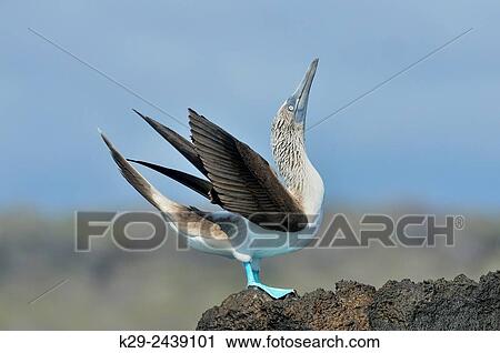 Blue-footed Booby (Sula nebouxii) Roosting, displaying, Galapagos Islands National Park, San Cristobal, Lobos Island, Ecuador. View Large Photo Image Stock Image - Blue-footed Booby (Sula nebouxii) Roosting, displaying, Galapagos Islands National Park, San Cristobal, Lobos Island, Ecuador.. Fotosearch