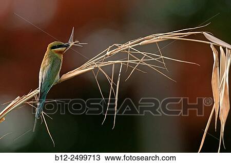 Blue-Tailed Bee-Eater - with prey - Merops philippinus - Thailand View Large Photo Image Stock Image - Blue-Tailed Bee-Eater - with prey - Merops philippinus - Thailand. Fotosearch