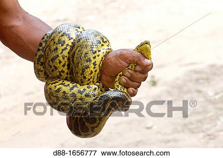 Brazil, Mato Grosso, Pantanal area, Green Anaconda Eunectes murinus, View Large Photo Image Stock Photo - Brazil, Mato Grosso, Pantanal area, Green Anaconda Eunectes murinus,. Fotosearch