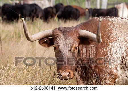 Bull (Bos taurus) Cross breeds, Longhorn x spanish cattle, Camargue, France View Large Photo Image Stock Image - Bull (Bos taurus) Cross breeds, Longhorn x spanish cattle, Camargue, France. Fotosearch