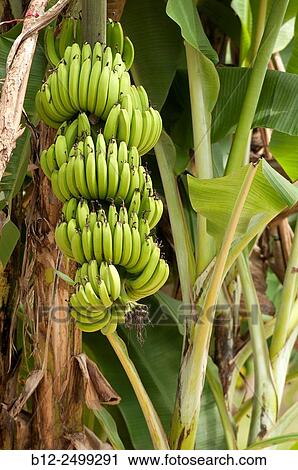 Stock Image - Bunch of bananas (Musa sp. ), Thailand. Fotosearch