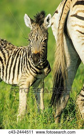 Stock Image - Burchell's Zebra (Equus quagga burchelli) - Mare with foal during the rainy season in green surroundings. Kruger National Park, South Africa.. Fotosearch