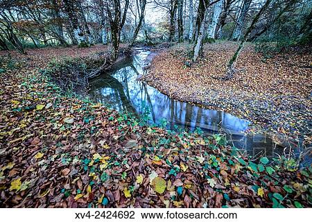 Burguete forest area. Navarre, Spain. View Large Photo Image Stock Image - Burguete forest area. Navarre, Spain.. Fotosearch