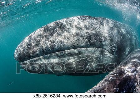 California gray whale, Eschrichtius robustus, mother and calf underwater in San Ignacio Lagoon, Baja California Sur, Mexico. View Large Photo Image Picture - California gray whale, Eschrichtius robustus, mother and calf underwater in San Ignacio Lagoon, Baja California Sur, Mexico.. Fotosearch