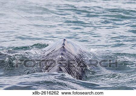 Stock Image - California gray whale, Eschrichtius robustus, surfacing in San Ignacio Lagoon, Baja California Sur, Mexico.. Fotosearch