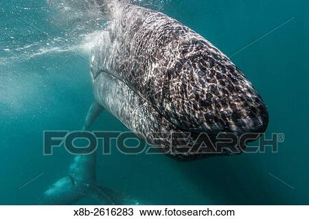 California gray whale, Eschrichtius robustus, mother and calf underwater in San Ignacio Lagoon, Baja California Sur, Mexico. View Large Photo Image Stock Image - California gray whale, Eschrichtius robustus, mother and calf underwater in San Ignacio Lagoon, Baja California Sur, Mexico.. Fotosearch