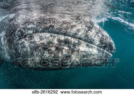 California gray whale, Eschrichtius robustus, mother underwater in San Ignacio Lagoon, Baja California Sur, Mexico. View Large Photo Image Stock Image - California gray whale, Eschrichtius robustus, mother underwater in San Ignacio Lagoon, Baja California Sur, Mexico.. Fotosearch