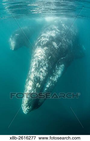 California gray whale, Eschrichtius robustus, mother and calf underwater in San Ignacio Lagoon, Baja California Sur, Mexico. View Large Photo Image Stock Photo - California gray whale, Eschrichtius robustus, mother and calf underwater in San Ignacio Lagoon, Baja California Sur, Mexico.. Fotosearch