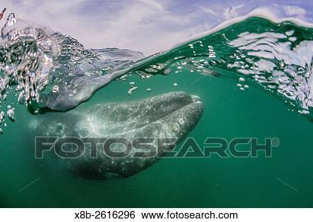 Stock Photograph - California gray whale, Eschrichtius robustus, calf above and below in San Ignacio Lagoon, Baja California Sur, Mexico.. Fotosearch