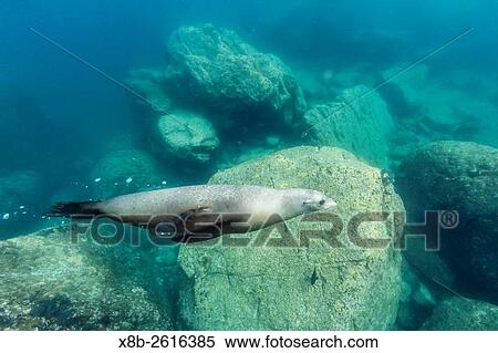 Stock Photography - California sea lion, Zalophus californianus, underwater at Los Islotes, Baja California Sur, Mexico.. Fotosearch