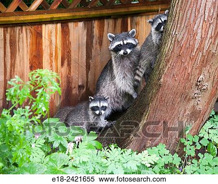 Canada, BC, Delta. Family of raccoons in residential garden. Mother and three babies. Raccoons are a common pest in the suburbs of Vancouver. View Large Photo Image Stock Photography - Canada, BC, Delta. Family of raccoons in residential garden. Mother and three babies. Raccoons are a common pest in the suburbs of Vancouver.. Fotosearch
