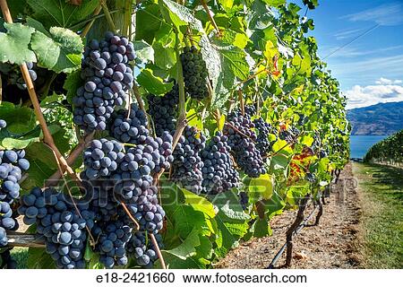 Canada, BC, Okanagan Valley. Fresh ripe red grapes on the vine ready for harvesting at the end of summer. The Okanagan is one of Canada's top wine producing regions View Large Photo Image Stock Image - Canada, BC, Okanagan Valley. Fresh ripe red grapes on the vine ready for harvesting at the end of summer. The Okanagan is one of Canada's top wine producing regions. Fotosearch