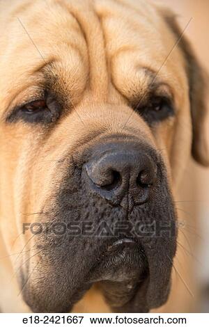 Stock Photo - Canada, BC, Oliver. Hound dog, resident of an Okanagan winery.. Fotosearch