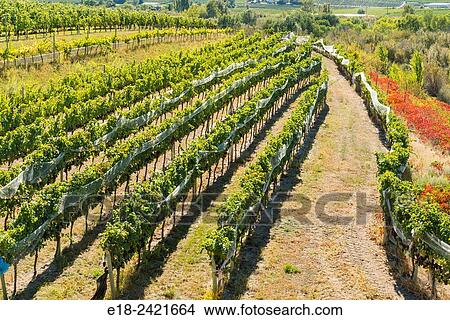 Canada, BC, Oliver in the Okanagan Valley. Rows of grape vines in the? Golden Mile?, famed wine producing region. View Large Photo Image Picture - Canada, BC, Oliver in the Okanagan Valley. Rows of grape vines in the? Golden Mile?, famed wine producing region.. Fotosearch