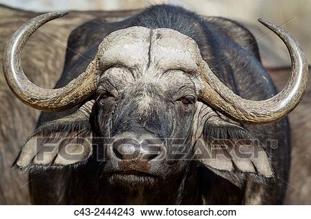 Cape Buffalo (Syncerus caffer caffer) - Close-up of a bull. Okavango Delta, Moremi Game Reserve, Botswana. View Large Photo Image Stock Image - Cape Buffalo (Syncerus caffer caffer) - Close-up of a bull. Okavango Delta, Moremi Game Reserve, Botswana.. Fotosearch