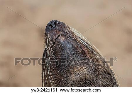 Stock Image - Cape Fur seal (Arctocephalus pusillus), Cape Cross, Skeleton Coast, Kaokoland or the Kunene Region, Namibia.. Fotosearch