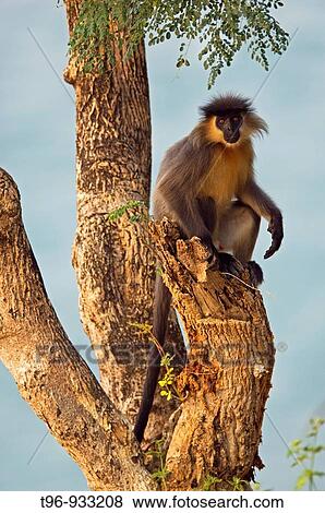 Stock Photo - Capped langur (Trachypithecus pileatus). Nameri National Park. Sonitpur. Assam, India. Fotosearch