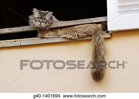 Cat in the window. San Telmo, Majorca, Balearic Islands. Spain. View Large Photo Image Picture - Cat in the window. San Telmo, Majorca, Balearic Islands. Spain.. Fotosearch