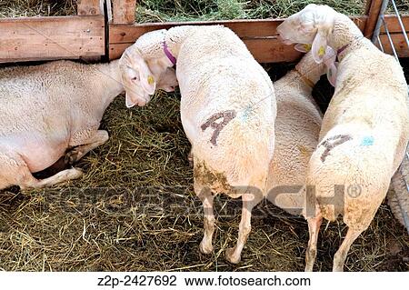 CEDRILLAS SPAIN-OCTOBER 2: Sheep and lambs flock during the cattle show on October 2, 2011 Cedrillas farmers market in Teruel, Spain. View Large Photo Image Stock Image - CEDRILLAS SPAIN-OCTOBER 2: Sheep and lambs flock during the cattle show on October 2, 2011 Cedrillas farmers market in Teruel, Spain.. Fotosearch