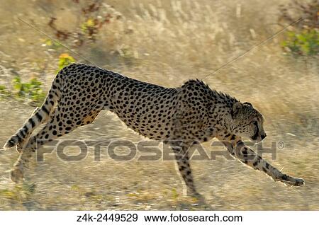 Cheetah (Acinonyx jubatus) running on savanna with motion blur, Namibia. View Large Photo Image Stock Photo - Cheetah (Acinonyx jubatus) running on savanna with motion blur, Namibia.. Fotosearch