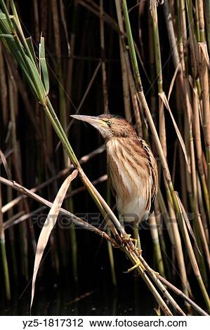 Chick of little bittern on a cane - ixobrychus minutus - Italy View Large Photo Image Stock Image - Chick of little bittern on a cane - ixobrychus minutus - Italy. Fotosearch