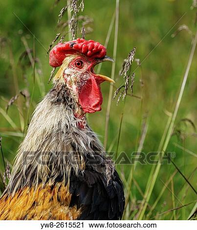Chicken, Iceland. View Large Photo Image Stock Image - Chicken, Iceland.. Fotosearch