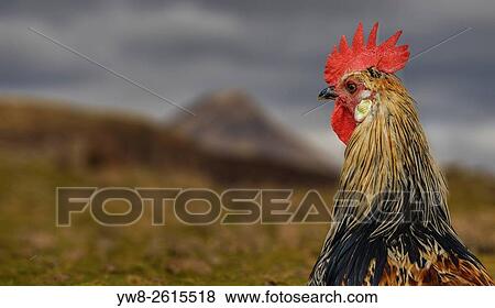 Chicken, Iceland. View Large Photo Image Stock Photo - Chicken, Iceland.. Fotosearch