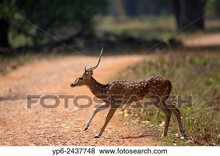 Chital (Axis axis) crossing forest track, Tadoba National Park, Maharashtra, India. View Large Photo Image Stock Photo - Chital (Axis axis) crossing forest track, Tadoba National Park, Maharashtra, India.. Fotosearch